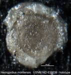 Hemigordius morillensis Conkin, 1961