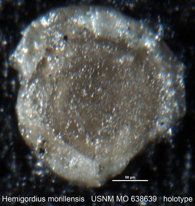 Hemigordius morillensis Conkin, 1961 Hemigordius morillensis Conkin, 1961