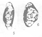 Hemigordius nanus Lin, 1984