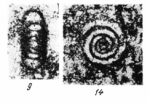 Hemigordius nanus Reitlinger, 1969