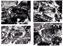Hemigordius pakistanus Premoli Silva, 1965, author: Le Coze, François