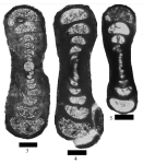 Hemigordius permicus subsp. beitepicus Filimonova, 2010