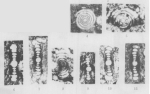 Hemigordius planispiralis Zheng, 1991