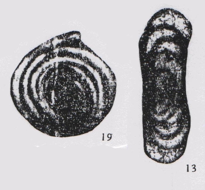 Hemigordius rotundus Wang, 1982 Hemigordius rotundus Wang, 1982