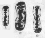 Hemigordius saidi Solovieva & Krasheninnikov, 1965