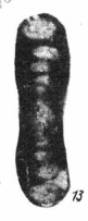 Hemigordius saranensis Baryshnikov, 1982