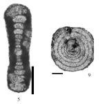 Hemigordius saranensis subsp. darvasicus Filimonova, 2008