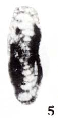 Hemigordius sichuanensis Zhu, 1989 Hemigordius sichuanensis Zhu, 1989