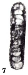 Hemigordius sichuanensis Zhu, 1989