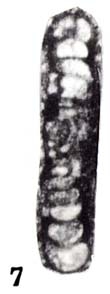 Hemigordius sichuanensis Zhu, 1989 Hemigordius sichuanensis Zhu, 1989