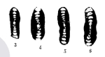 Hemigordius sichuanensis Zhu, 1989
