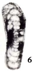Hemigordius sichuanensis Zhu, 1989 Hemigordius sichuanensis Zhu, 1989