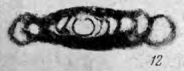 Hemigordius simplex Reitlinger, 1950 Hemigordius simplex Reitlinger, 1950