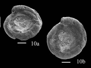 Hemigordius smiljkae Nestell, Sudar, Jovanović & Kolar-Jurkovšek, 2009 Hemigordius smiljkae Nestell, Sudar, Jovanović & Kolar-Jurkovšek, 2009