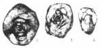 Hemigordius wupingensis Zhang & Hong, 2000