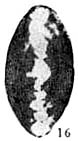 Hemigordius xarlashanensis Wang, 1986