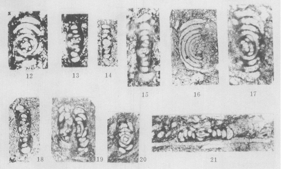 Hemigordius yuxianensis Zheng, 1991 Hemigordius yuxianensis Zheng, 1991