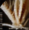 Stenometra acuta AH Clark 1912 Leiden ZMA.ECH.CRI.2017, author: Messing, Charles