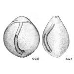 Lagena aequilabialis Buchner, 1940