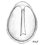 Lagena aequilabialis Buchner, 1940