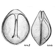 Lagena aequilabialis Buchner, 1940 Lagena aequilabialis Buchner, 1940