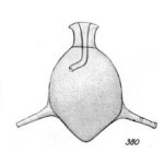 Lagena aequilibrata Buchner, 1940