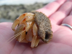 Schaaldieren