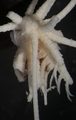 Stenometra arachnoides AH Clark, 1909, holotype USNM 25470, author: Messing, Charles