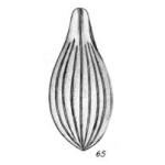 Lagena artificiosa Buchner, 1940