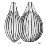 Lagena artificiosa Buchner, 1940