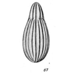 Lagena artificiosa Buchner, 1940, author: Le Coze, François