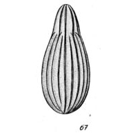 Lagena artificiosa Buchner, 1940 Lagena artificiosa Buchner, 1940