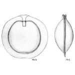 Lagena aureoligera Buchner, 1940
