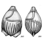 Lagena aurifera Buchner, 1940