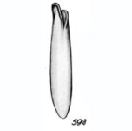 Lagena bursiformis Buchner, 1940
