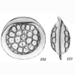Lagena caelata Buchner, 1940