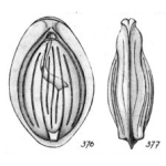 Lagena cavea Buchner, 1940