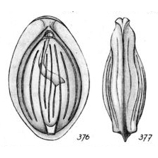 Lagena cavea Buchner, 1940 Lagena cavea Buchner, 1940