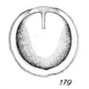 Lagena cincta Buchner, 1940