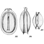 Lagena circumfossa Buchner, 1940