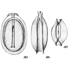 Lagena circumfossa Buchner, 1940