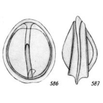 Lagena circumvallata Buchner, 1940