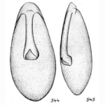 Lagena clavigera Buchner, 1940