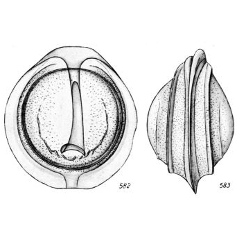 Lagena compta Buchner, 1940