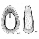 Lagena confirmata Buchner, 1940