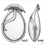 Lagena cornigera Buchner, 1940