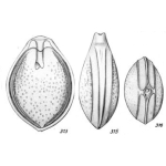 Lagena corrosa Buchner, 1940
