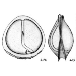 Chromista - Foraminifera (foraminifers)