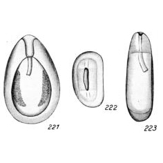 Lagena crassa Buchner, 1940 Lagena crassa Buchner, 1940