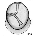 Lagena cristigera Buchner, 1940 Lagena cristigera Buchner, 1940